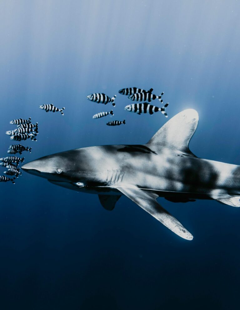 pexels-alohaphotostudio-11348767