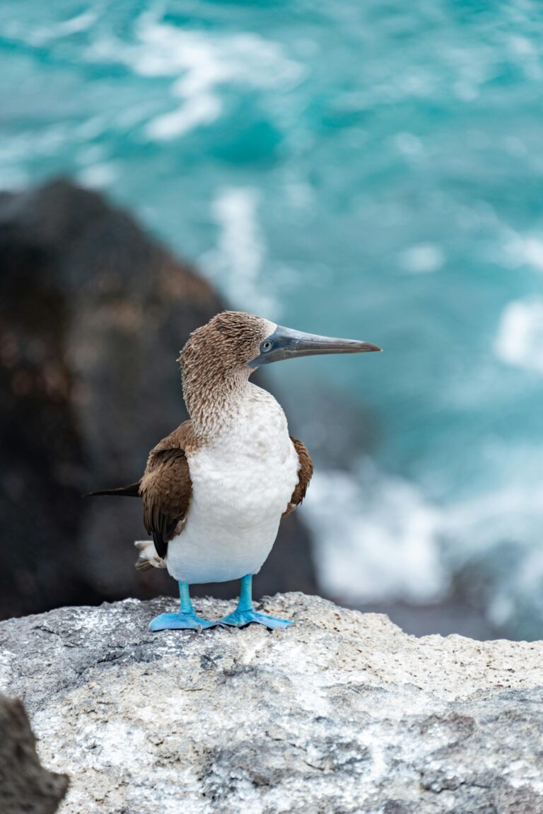 pexels-diego-f-parra-33199-18518109