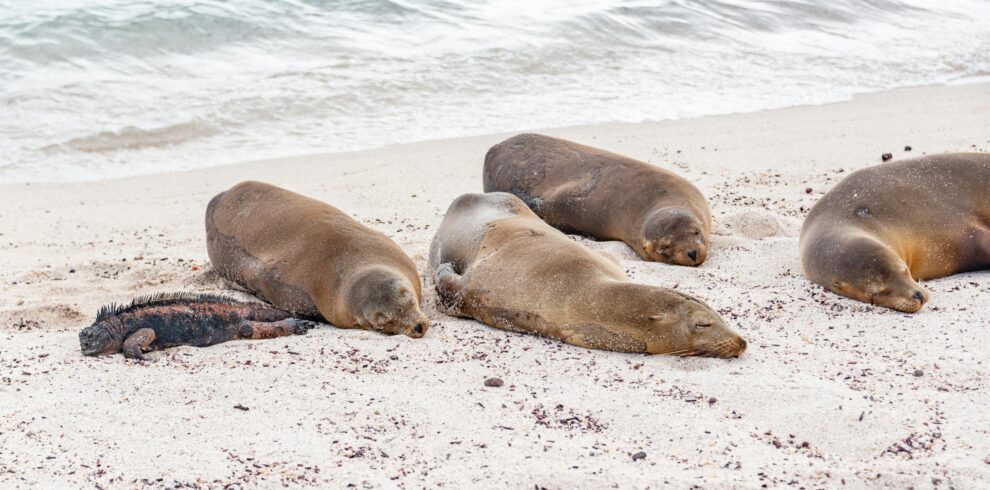 pexels-diego-f-parra-33199-18762125