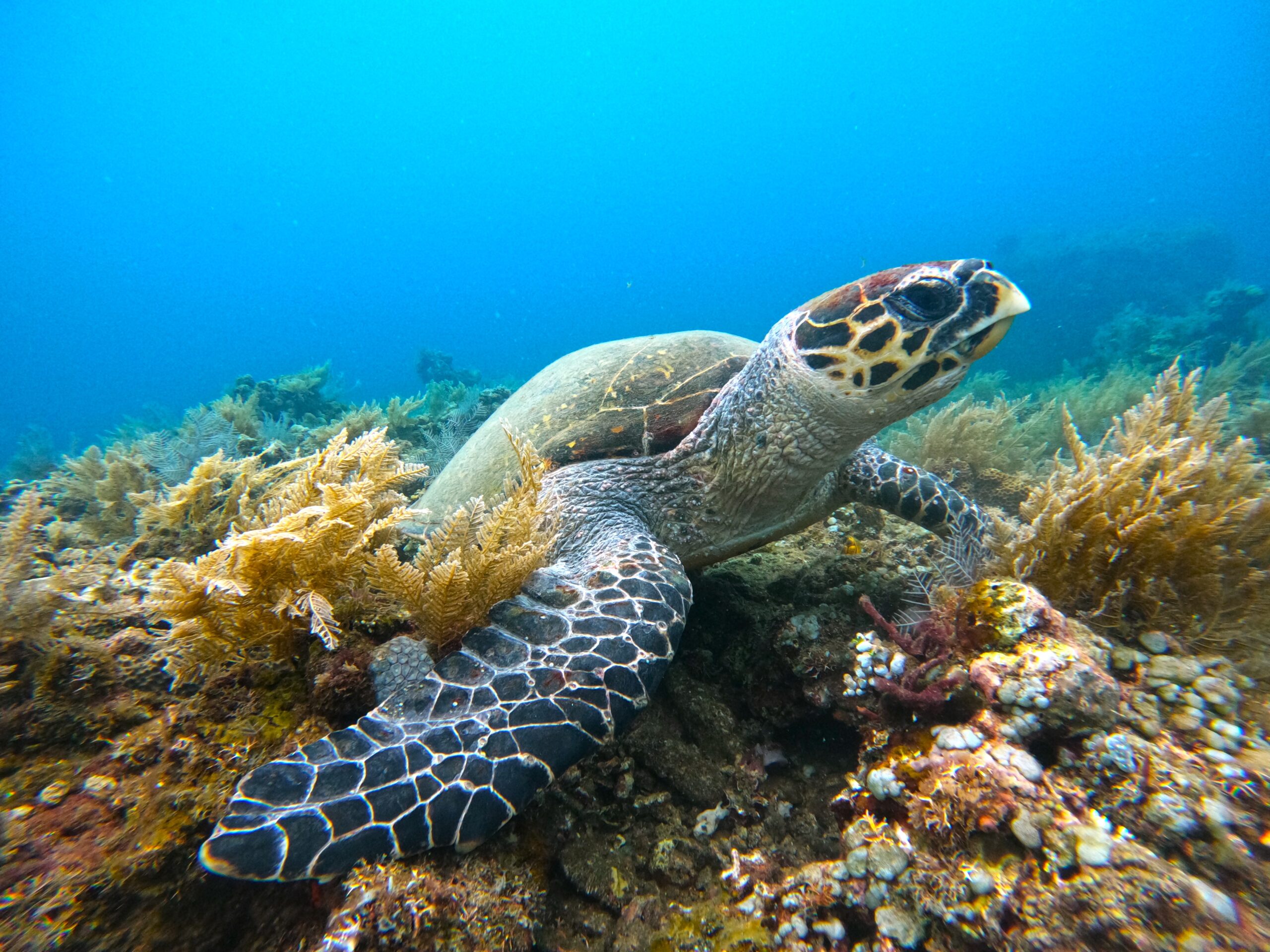hawsbill scaled